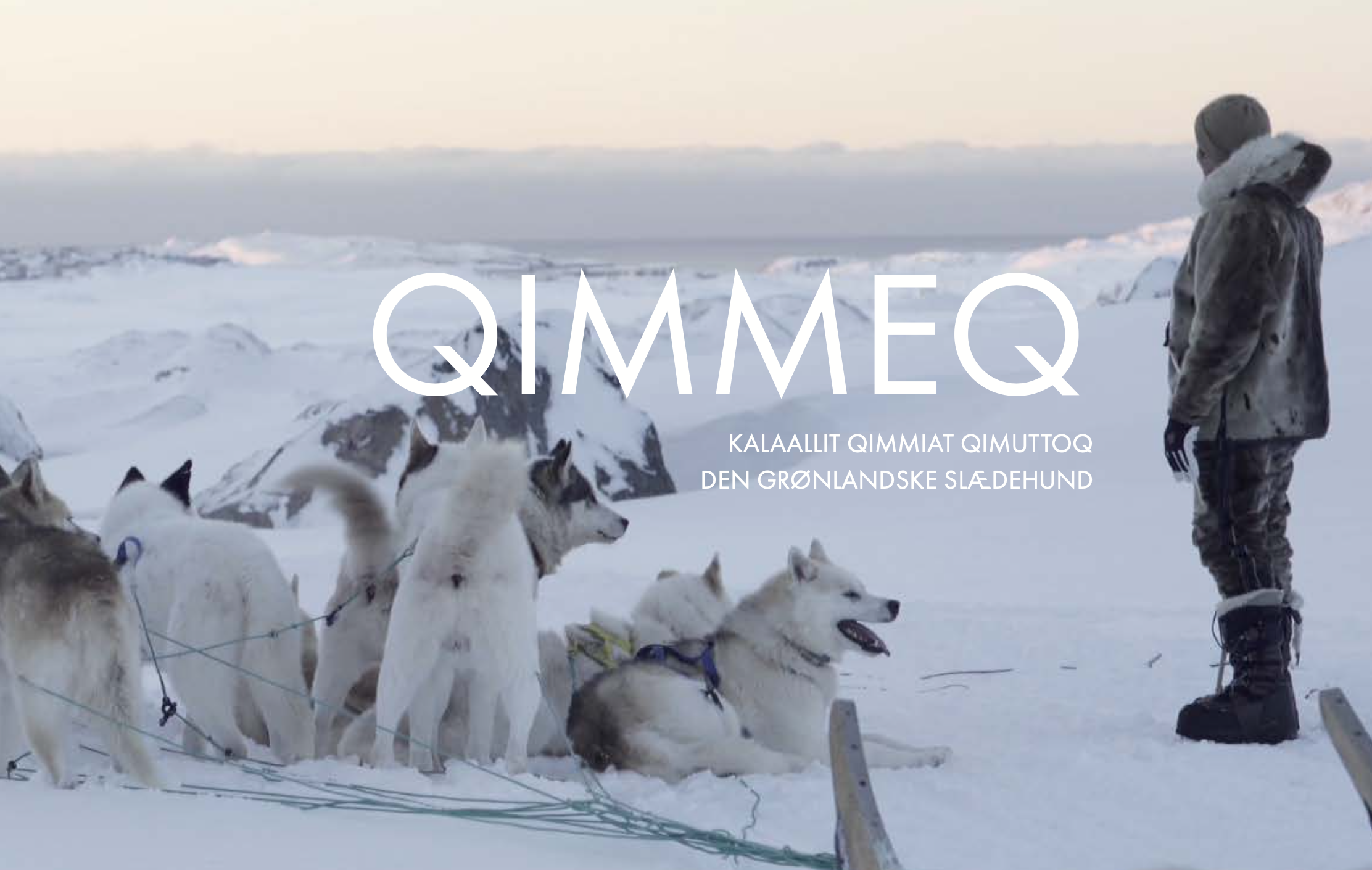 Qimmeq -bog